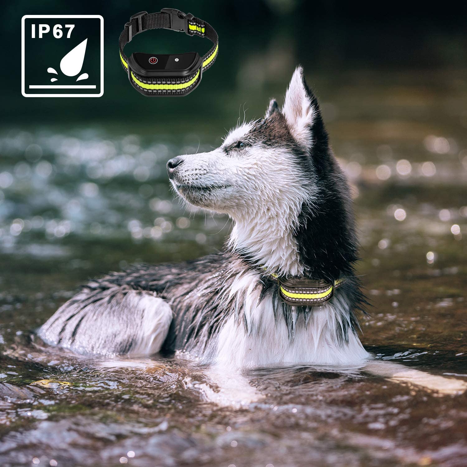 Training Collars To Prevent Dogs From Barking
