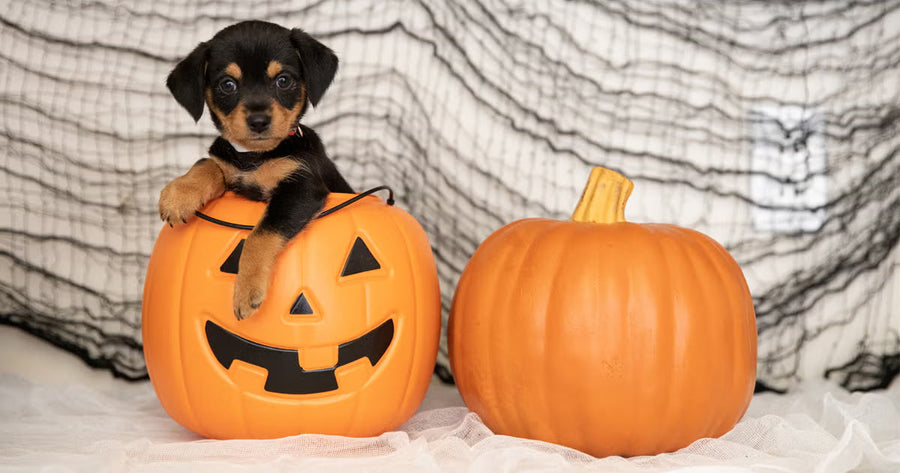 Haloween Pet Specials