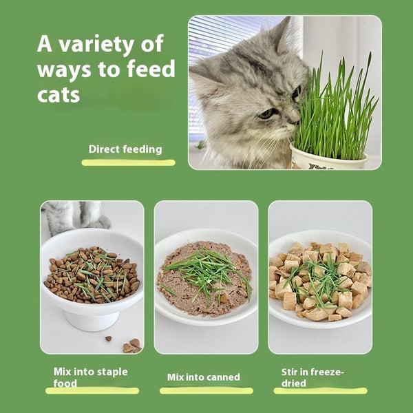 Lazy Cat Grass Canned Hydroponic Soilless Depilation Ball Digestive Snacks