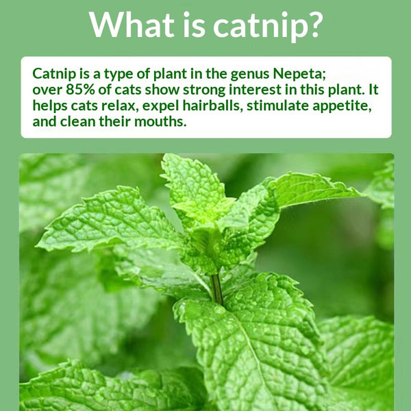 Catnip Cat Grass Cat Snacks Help With Hairball Removal And Oral Cleaning