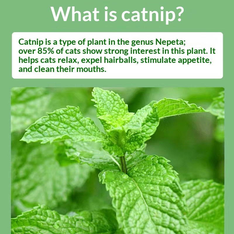 Catnip Cat Grass Cat Snacks Help With Hairball Removal And Oral Cleaning